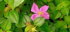 Heterotis rotundifolia