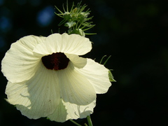 Hibiscus vitifolius