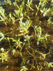 Psilocarphus brevissimus