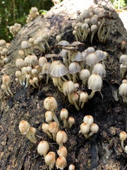 Coprinopsis mexicana