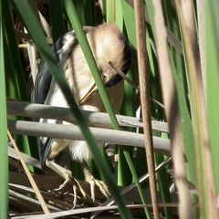 Ixobrychus minutus payesii