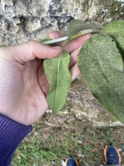 Cistus