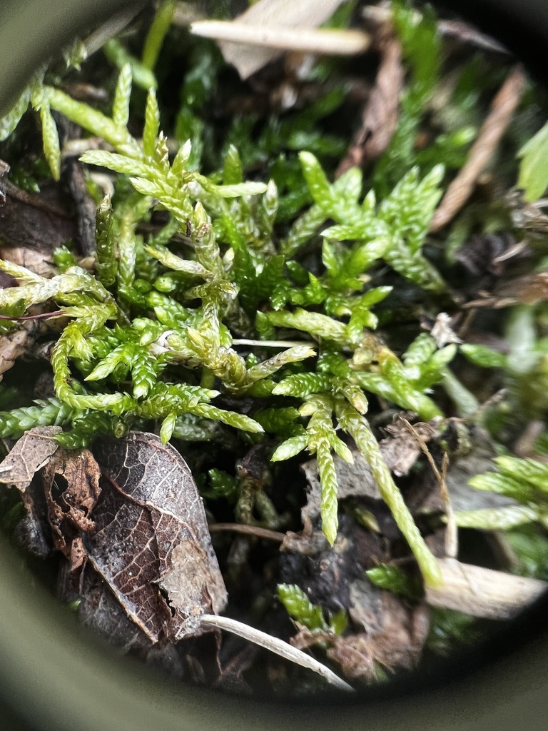 Sullivant's Entodon Moss