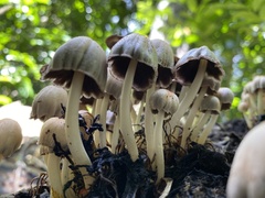 Coprinopsis mexicana