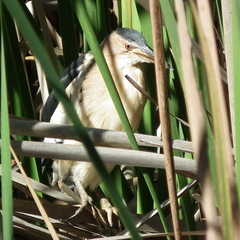 Ixobrychus minutus payesii