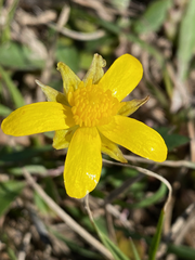 Ranunculus fascicularis