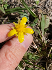 Ranunculus fascicularis