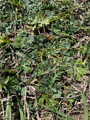 Callirhoe involucrata