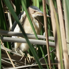 Ixobrychus minutus payesii