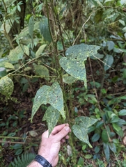 Passiflora sexflora