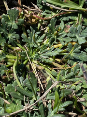 Callirhoe involucrata