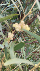 Acacia retinodes