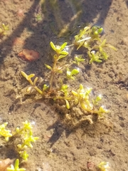 Crassula aquatica
