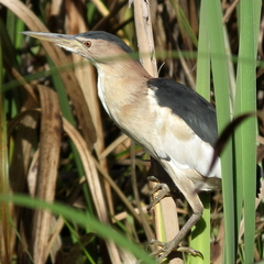 Ixobrychus minutus payesii