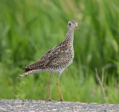 Bartramia longicauda