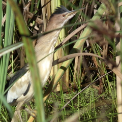 Ixobrychus minutus payesii