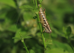 Paraidemona