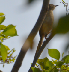 Prinia inornata