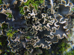 Peltigera hymenina