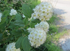 Spiraea chamaedryfolia