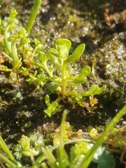 Lysimachia minima