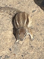 Atlantoxerus getulus