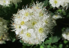 Spiraea chamaedryfolia
