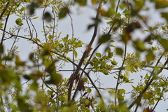 Prinia inornata