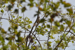 Prinia inornata