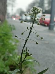 Capsella bursa-pastoris