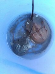 Carcinoscorpius rotundicauda