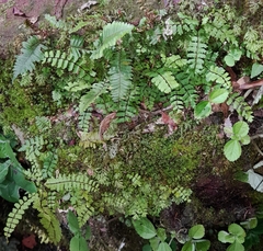 Asplenium ulbrichtii
