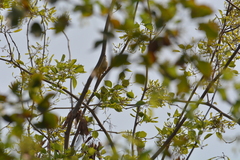 Prinia inornata