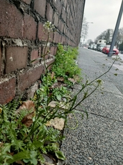 Capsella bursa-pastoris