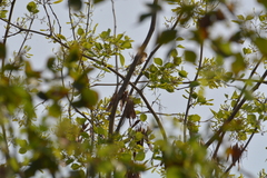 Prinia inornata