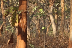 Ficedula