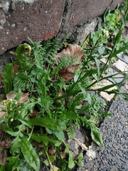 Capsella bursa-pastoris