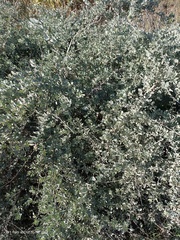 Atriplex halimus