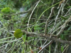 Microgramma vacciniifolia