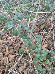 Rubus