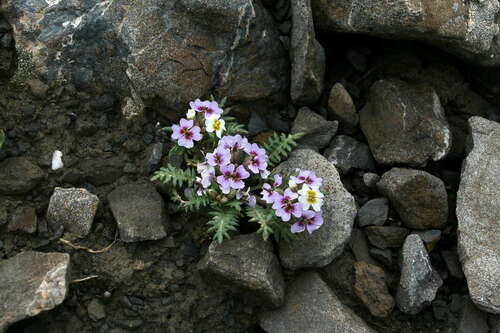 Shehbazia tibetica