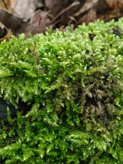 Bryopsida
