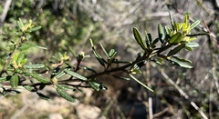Ceanothus parryi