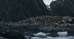 Pygoscelis antarcticus