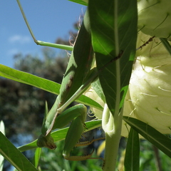 Polyspilota aeruginosa