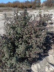 Forsskaolea tenacissima