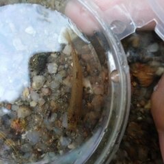 Oreonectes platycephalus