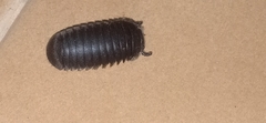 Arthrosphaera