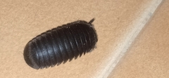 Arthrosphaera