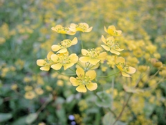 Bupleurum aureum